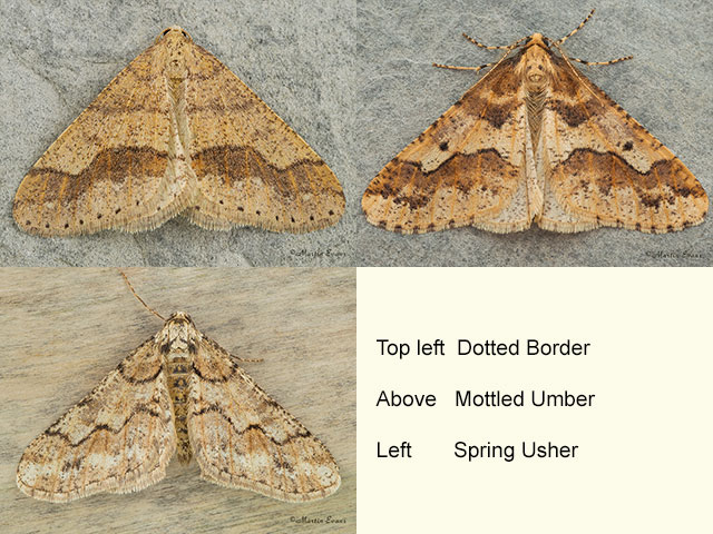  70.255 Dotted Border, Mottled Umber and Spring Usher Copyright Martin Evans 