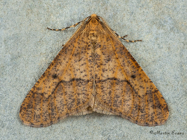  70.256 Mottled Umber Copyright Martin Evans 