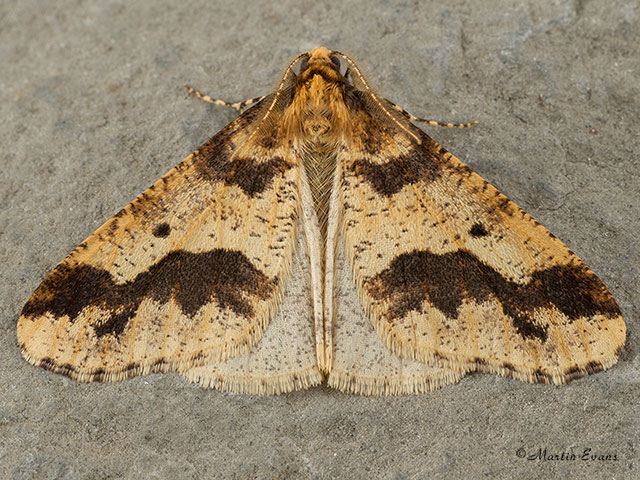  70.256 Mottled Umber Copyright Martin Evans 