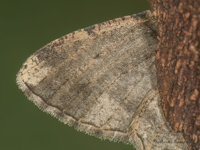  70.258 Willow Beauty wing-tip Copyright Martin Evans 