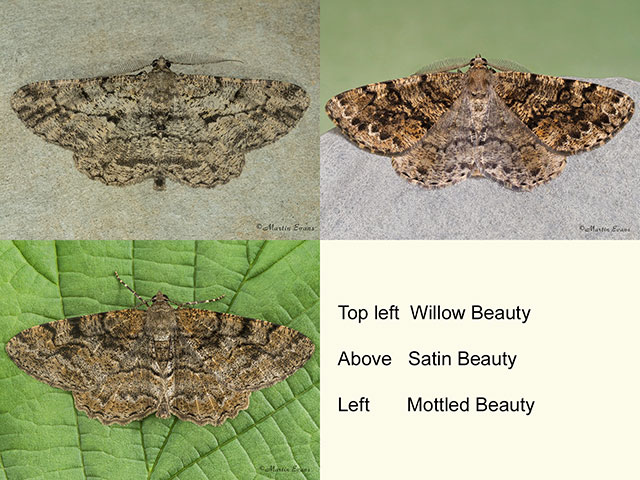  70.258 Willow Beauty, Satin Beauty and Mottled Beauty Copyright Martin Evans 