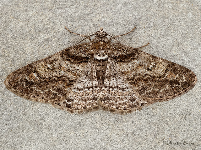  70.263 Ringed Carpet Copyright Martin Evans 