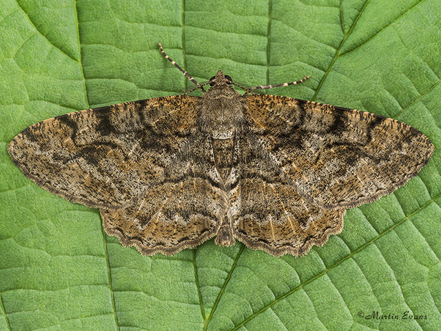  70.265 Mottled Beauty Copyright Martin Evans 