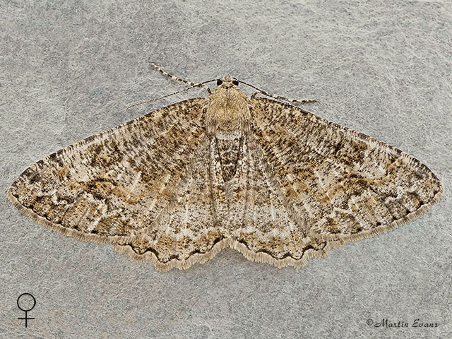  70.265 Mottled Beauty female Copyright Martin Evans 