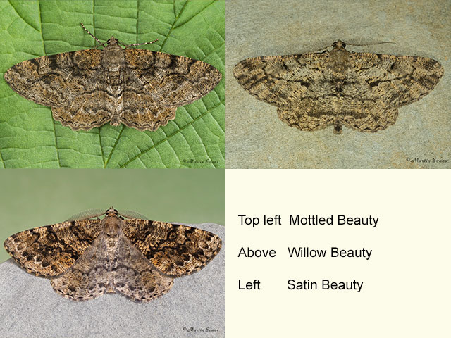  70.265 Mottled Beauty, Willow Beauty and Satin Beauty Copyright Martin Evans 