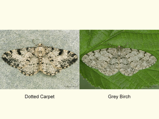  70.266 Dotted Carpet and Grey Birch Copyright Martin Evans 