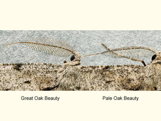  70.267 Great Oak Beauty and Pale Oak Beauty Copyright Martin Evans 