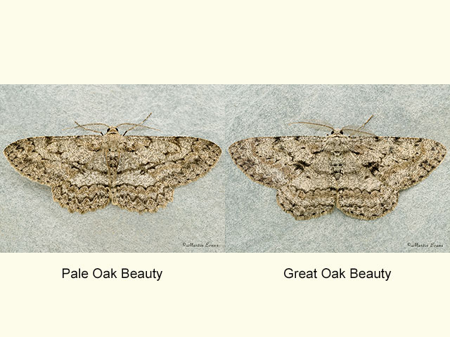  70.268 Pale Oak Beauty and Great Oak Beauty Copyright Martin Evans 