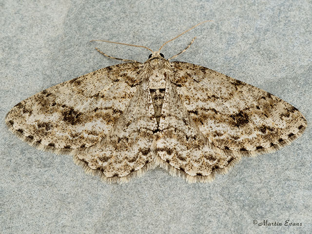  70.270 Engrailed Copyright Martin Evans 