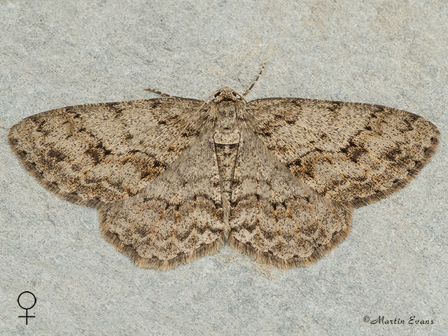  70.270 Engrailed female Copyright Martin Evans 