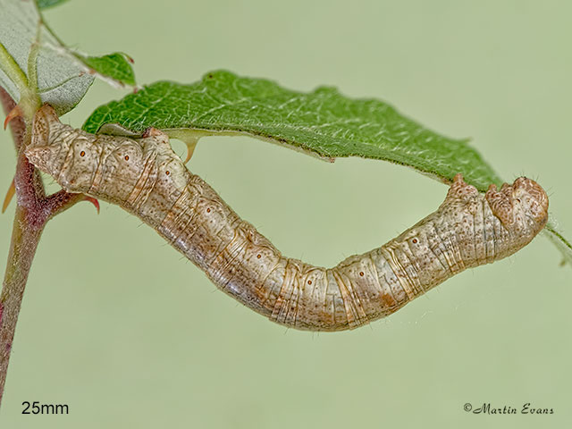  70.270 Engrailed larva 25mm Copyright Martin Evans 