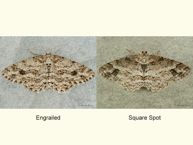  70.270 Engrailed and Square-spot Copyright Martin Evans 