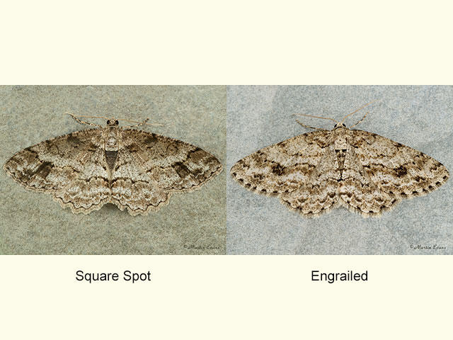  70.272 Square-spot and Engrailed Copyright Martin Evans 