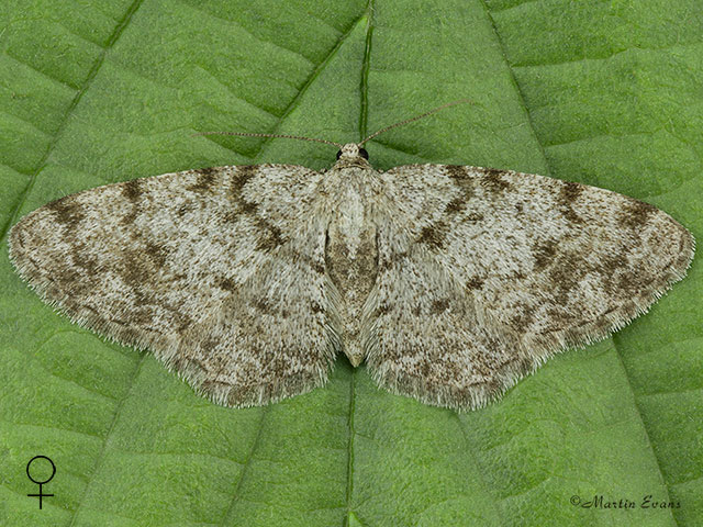  70.274 Grey Birch female Copyright Martin Evans 