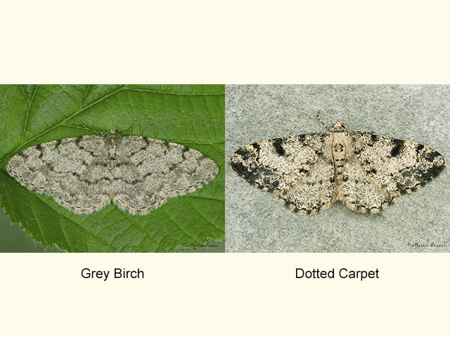  70.274 Grey Birch and Dotted Carpet Copyright Martin Evans 