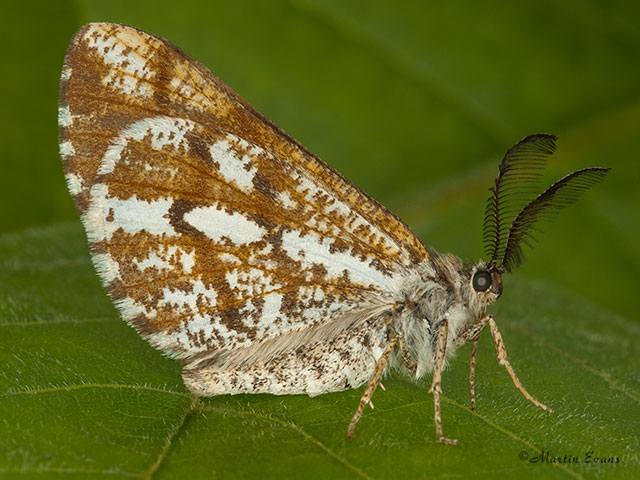  70.276 Bordered White Copyright Martin Evans 