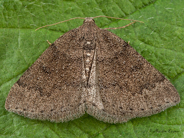  70.281 Sloe Carpet Copyright Martin Evans 