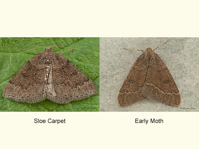  70.281 Sloe Carpet and Early Moth Copyright Martin Evans 
