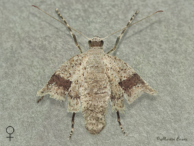  70.282 Early Moth female Copyright Martin Evans 