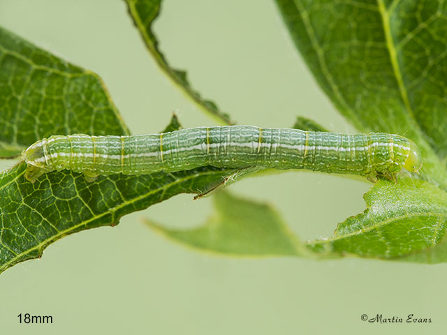  70.282 Early Moth larva 18mm Copyright Martin Evans 