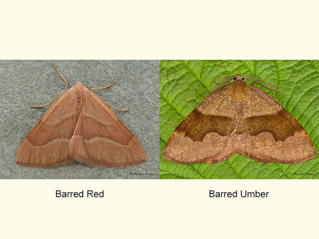  70.284 Barred Red and Barred Umber Copyright Martin Evans 