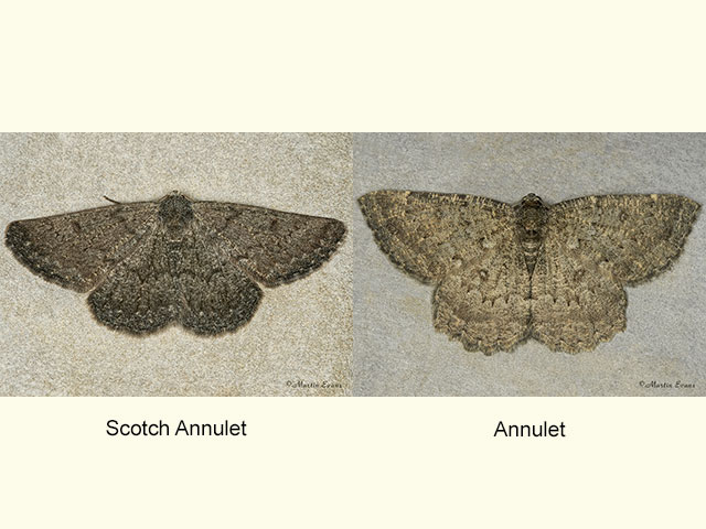  70.285 Scotch Annulet and Annulet Copyright Martin Evans 