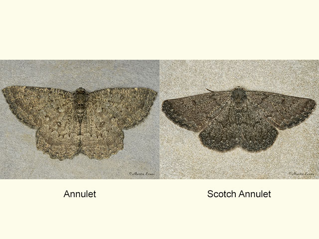  70.287 Annulet and Scotch Annulet Copyright Martin Evans 