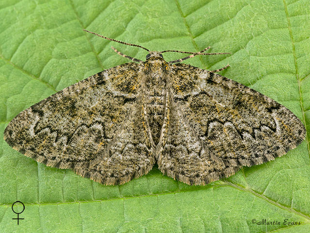  70.288 Brussels Lace female Copyright Martin Evans 