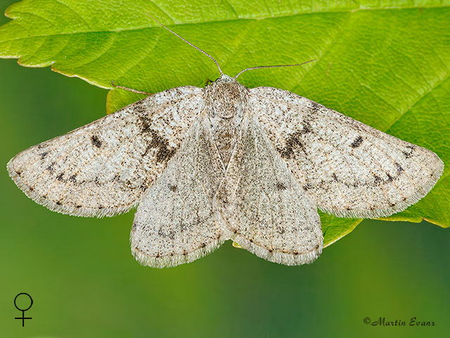  70.292 Grey Scalloped Bar Copyright Martin Evans 