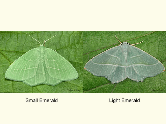  70.302 Small Emerald and Light Emerald Copyright Martin Evans 