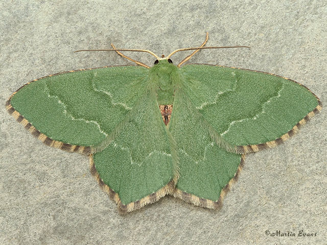  70.305 Common Emerald Copyright Martin Evans 