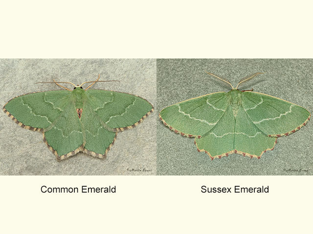  70.305 Common Emerald and Sussex Emerald Copyright Martin Evans 