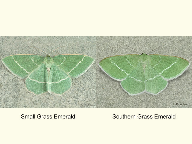  70.306 Small Grass Emerald and Southern Grass Emerald Copyright Martin Evans 