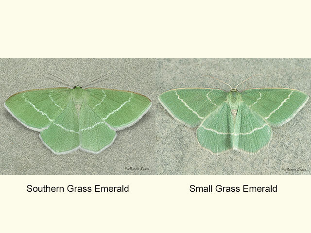  70.307 Southern Grass Emerald and Small Grass Emerald Copyright Martin Evans 