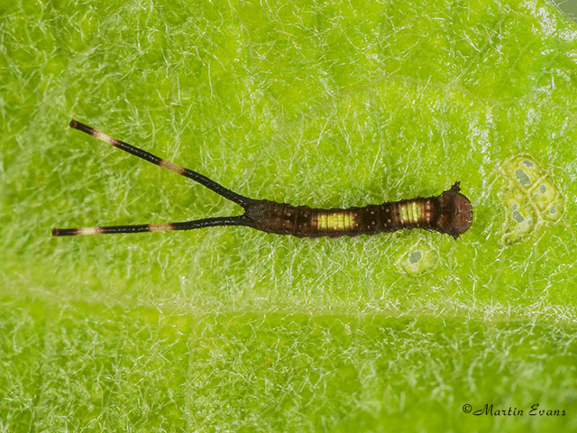  71.005 Sallow Kitten larva 3mm Copyright Martin Evans 