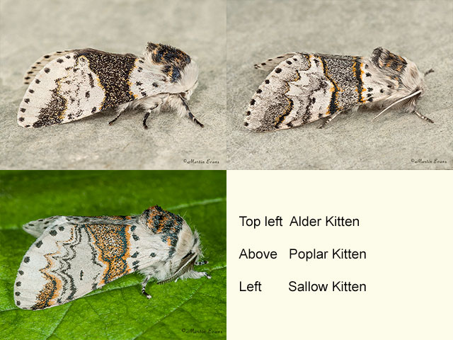  71.006 Alder Kitten, Poplar Kitten and Sallow Kitten Copyright Martin Evans 