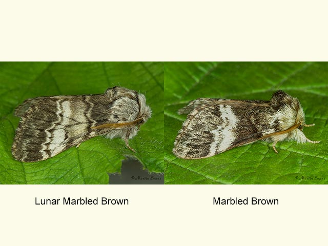  71.011 Lunar Marbled Brown and Marbled Brown Copyright Martin Evans 