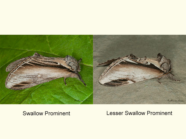  71.017 Swallow Prominent and Swallow Prominent Copyright Martin Evans 