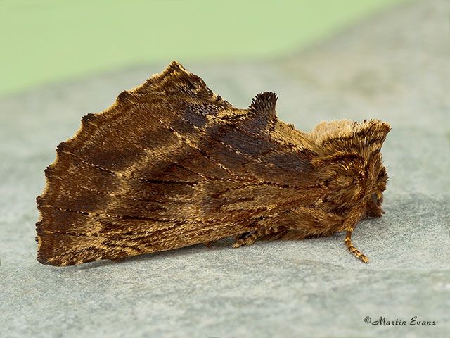  71.021 Coxcomb Prominent Copyright Martin Evans 