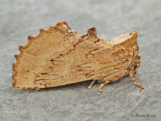  71.021 Coxcomb Prominent Copyright Martin Evans 