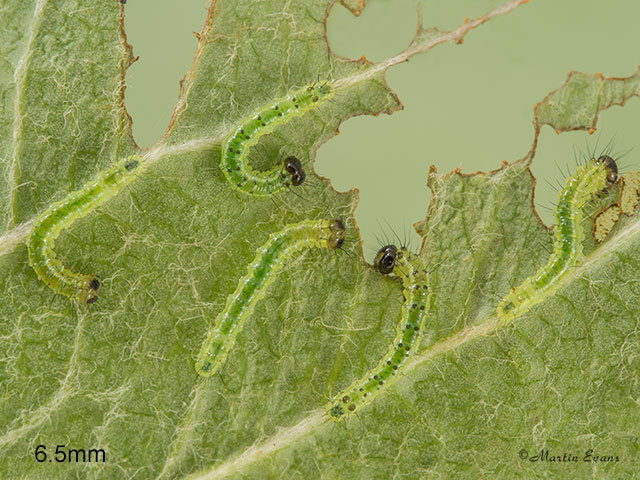  71.021 Coxcomb Prominent larva 6.5mm Copyright Martin Evans 