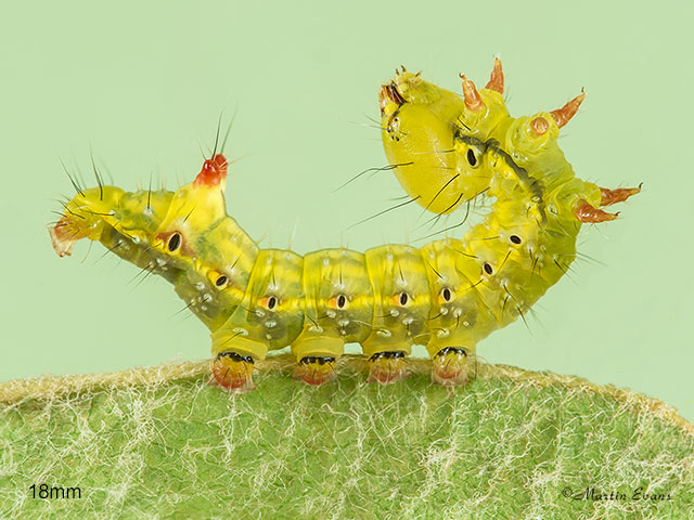  71.021 Coxcomb Prominent larva 18mm Copyright Martin Evans 