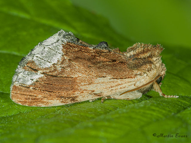  71.022 Maple Prominent Copyright Martin Evans 