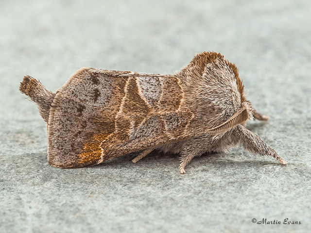  71.028 Small Chocolate-tip Copyright Martin Evans 