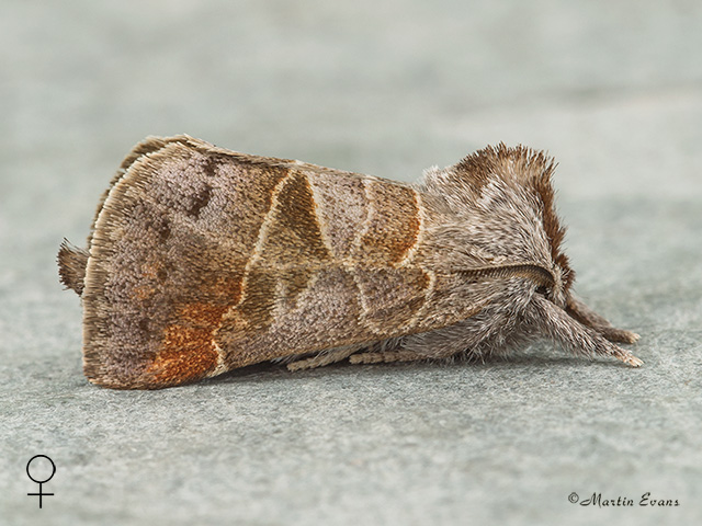  71.028 Small Chocolate-tip female Copyright Martin Evans 