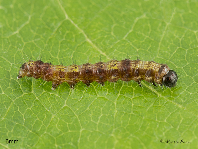  71.028 Small Chocolate-tip larva length 6mm Copyright Martin Evans 