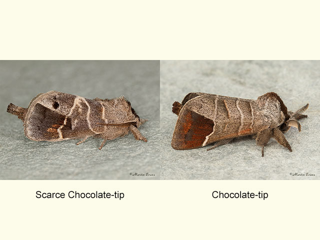  71.029 Scarce Chocolate-tip and Chocolate-tip Copyright Martin Evans 