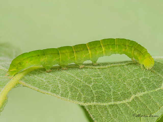  72.001 Herald larva 35mm Copyright Martin Evans 