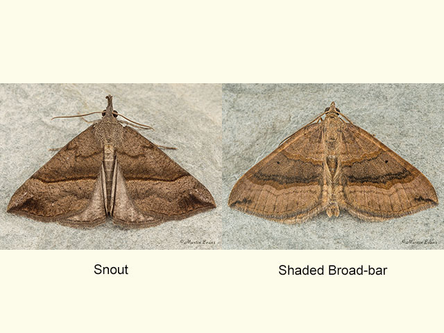  72.003 Snout and Shaded Broad-bar Copyright Martin Evans 