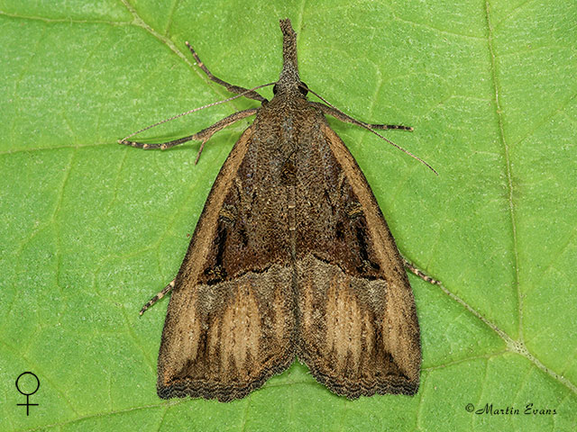  72.004 Buttoned Snout female Copyright Martin Evans 